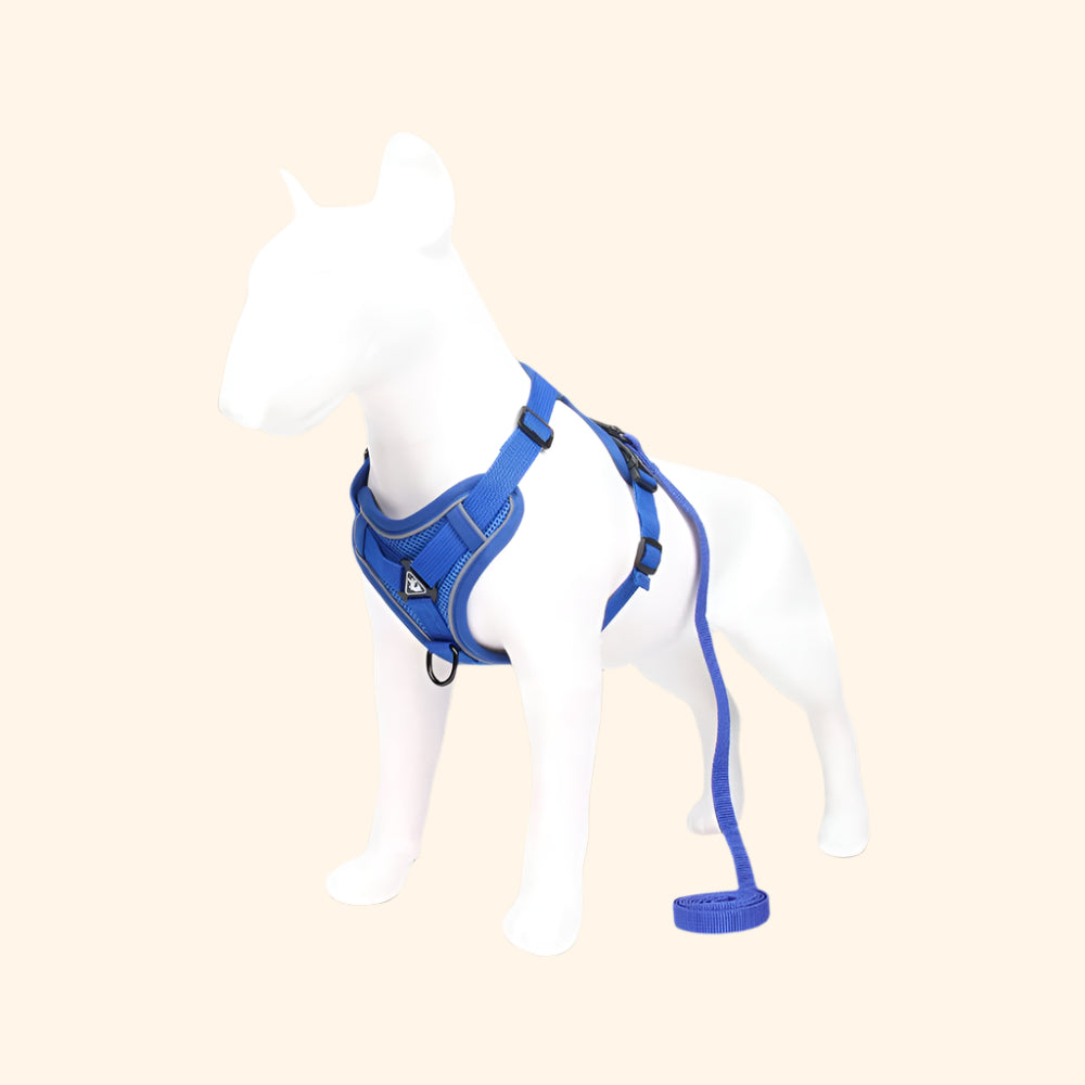 Harnais confort + laisse – Cobalt Rush