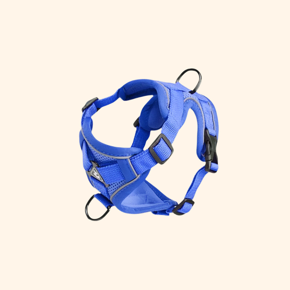 Harnais confort + laisse – Cobalt Rush