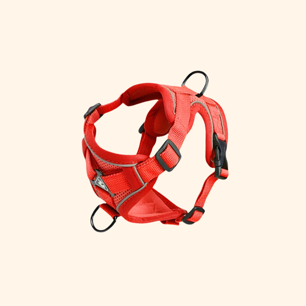 Harnais confort + laisse – Rouge Érable