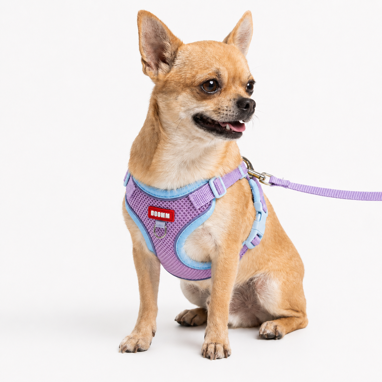 Harnais Léger — Pour les petits chiens actifs