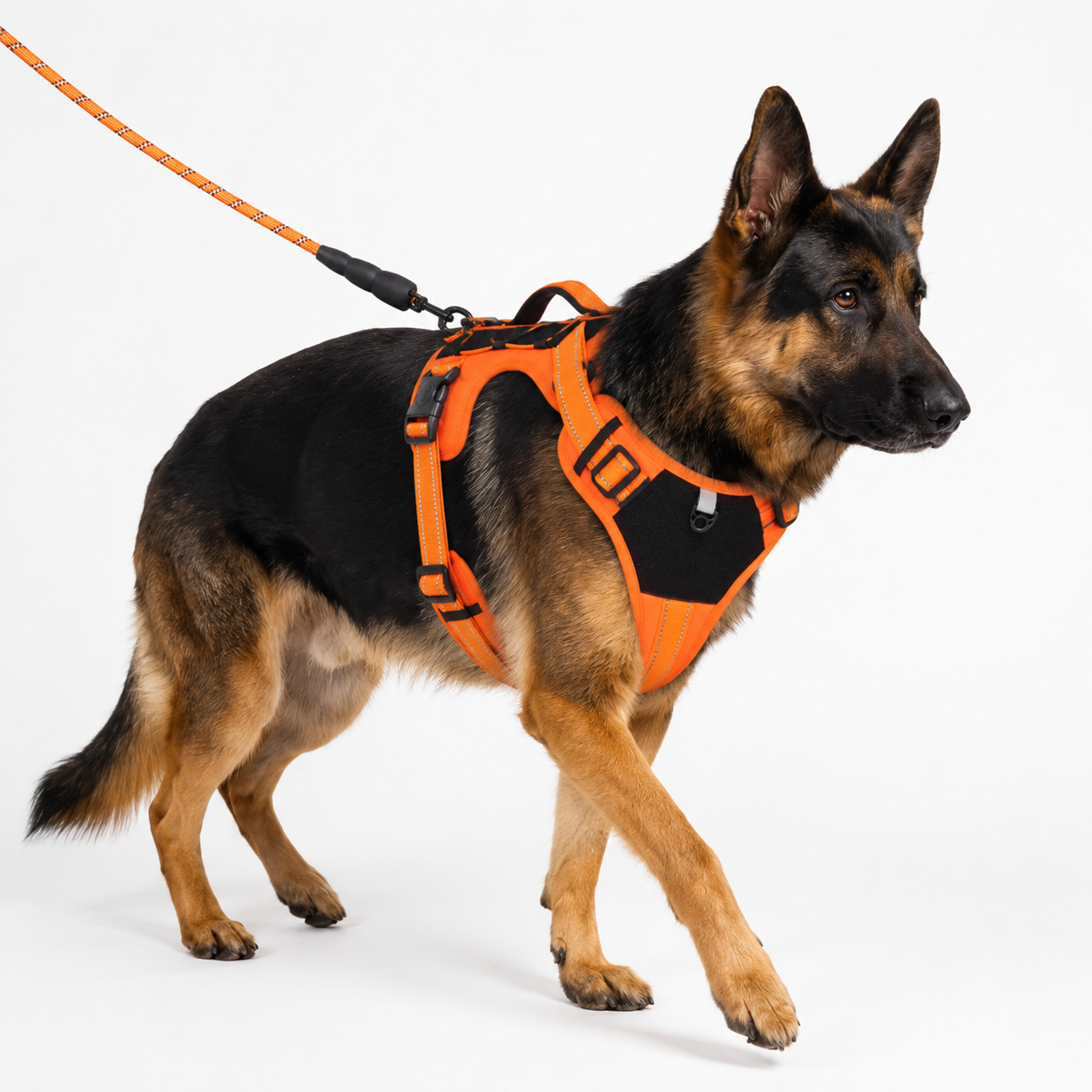 Harnais Sécurité — Pour les chiens actifs et les grandes balades
