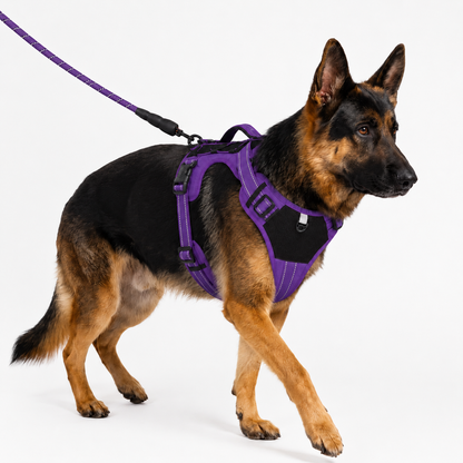 Harnais Sécurité — Pour les chiens actifs et les grandes balades